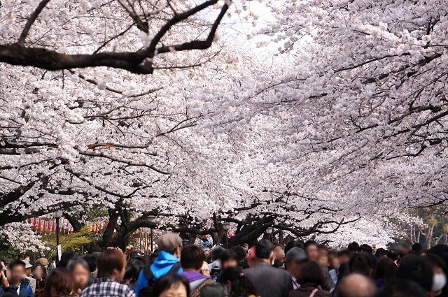 上野公園の「うえの 桜まつり」