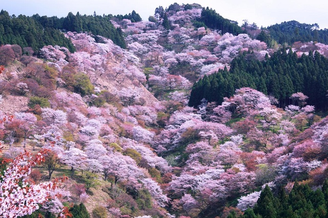 吉野山